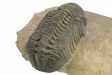 Detailed Reedops Trilobite - Atchana, Morocco #312800-5